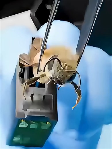 How Bees Became Security Experts