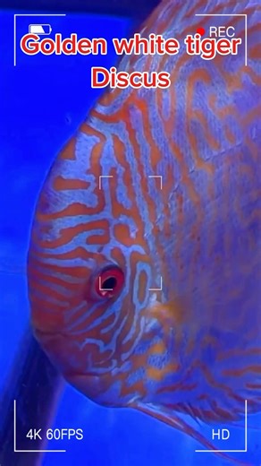 Golden white tiger discus