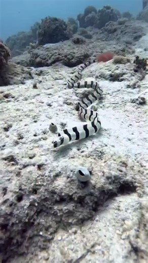 Ian Haggerty | This dive turned into a rare close-encounter with one of the ocean’s most elusive predators — a Banded Snake Eel. Instead of staying hidden... | Instagram