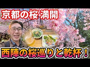 [Kyoto Cherry Blossoms 2026] Nishijin area in full bloom! Recommended cherry blossom spots and st...