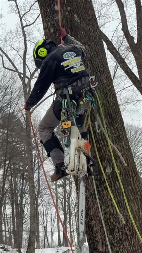 Expert Tree Climbing Services for Safe Tree Care