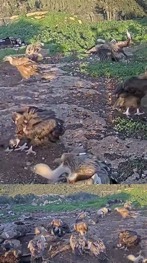 OMG Wildlife! 🦅 Two Cinereous Vultures Appear