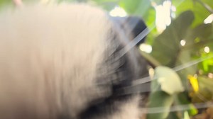 Experience Maui’s Leilani Farm Sanctuary, a peaceful haven for rescued goats, pigs, donkeys, deer & more. Just minutes from #Paia, this 8-acre refuge offers tours where visitors can cuddle animals, feed guinea pigs & learn about compassionate living. https://leilanifarmsanctuary.org/tour-the-sanctuary | Maui Hawaii