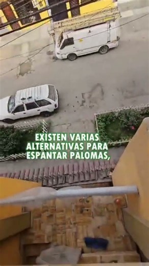 Cómo ahuyentar palomas de casa para proteger mi fachada - EcoPlagas Perú
