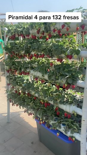 Cultiva Tus Propias Fresas en Casa con Hidroponía Piramidal 4