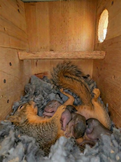 Squirrel Boxes on Instagram: "I can’t even begin to explain how much I miss little Sandy and the peace her presence brought into my life. Just having her around changed the way a day felt. She was playful, full of life, and always so happy, especially when she knew I was nearby. Her joy was simple and real, and it stayed with me long after the moments passed. I still feel that space she filled, and I always will. Sandy had her choice of boxes she would move her kids from one to the other and I n