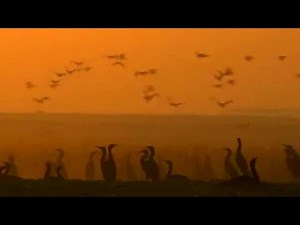 Bahrain Desert Birds | Planet Earth | BBC Earth