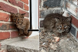 Couple Rescue Abandoned Baby Bobcat Left on Their Porch: ‘Forbidden Kitty’