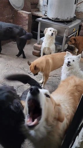 23 reactions · 3 comments | NO TENGO A DONDE LLEVARLOS SI NOS BOTAN A LA CALLE  | Berth | Facebook