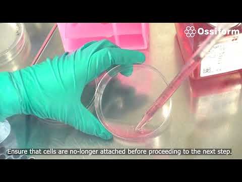 How to seed on the 3D cell culture systems P3D Scaffolds