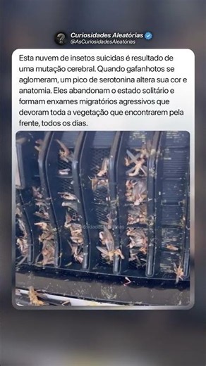 Devoram Tudo o Que Encontram 🦗 #curiosidades #mistérios