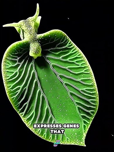 This Animal Borrowed Plant DNA 😳🌿