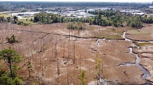 Changing face of N.C.: How ghost forests are changing coastal ecosystems