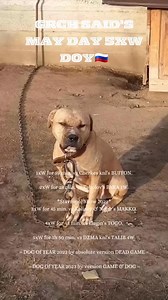 97K views · 3.1K reactions | one of the best dogs  #apbt #adba #sportingdog #gamedog | As Gamedogs | Facebook