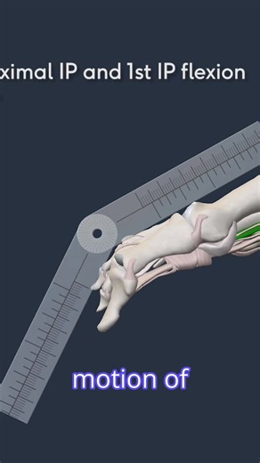 🦶 Toe Flexion – Anatomy in Motion This short video demonstrates the range of motion involved in toe flexion, showcasing the joint mechanics and muscle activation that support movement and balance. 📚 It’s part of the Anatomy Programme on Physiopedia Plus, ideal for clinicians and students building foundational MSK knowledge. 👉 Subscribe to access the full programme: https://members.physio-pedia.com/learn/exploring-anatomy-programme-promopage/ #ToeFlexion #ROM #AnatomyProgramme #PhysiopediaPlus