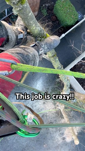 Dead Oak Tree Removal, Housing Complex. #rigging #tree #climbing #oaktree #work #outdoors #job #jobs