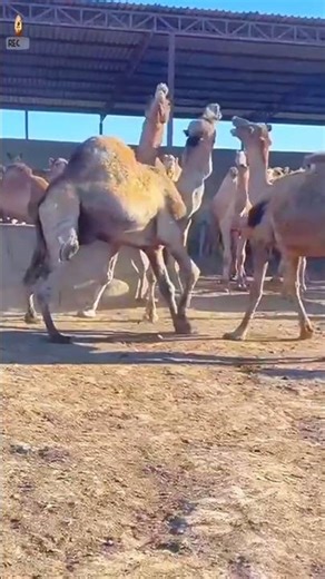 قتالُ إبلٍ خطير.#اكسبلور #shorts #animals #1million