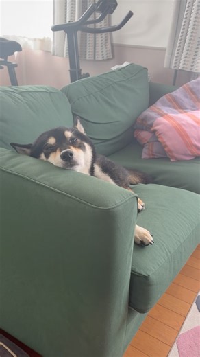 クーラーの効いた部屋で快適すぎる夏日を過ごす柴犬 #shiba #柴ちゃん