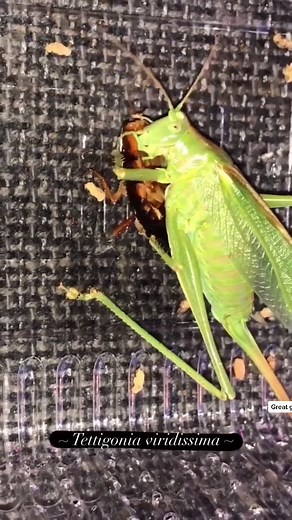 Carnivorous Katydid: Nature's Little Predator