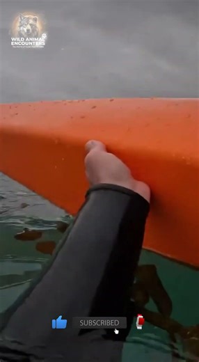 Capsized Kayak… Then a Great White Fin Surfaced (POV)