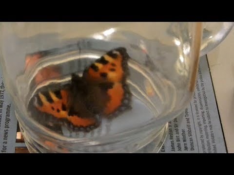 Small Tortoiseshell Butterfly Trapped In House, Catching It In A Jar, And Setting It Free
