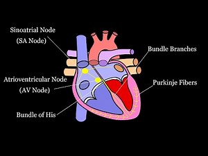 Heart Conduction System: Quick Study Guide