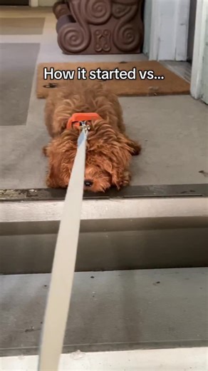 Leo the Cavapoo Puppy on Instagram: "Such a big boy!! 🐕 #cavapoos #cavapoo #cavapoopuppies #cavapoopuppy #cavapoosofinstagram"