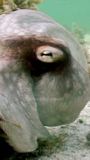 3.9K views · 101 reactions | Dive into the world of the ultimate underwater illusionist!  The Mimic Octopus doesn't just blend in, it transforms, fooling predators with its Oscar-worthy performances. From venomous lionfish to deadly sea snakes, it's got 15 roles in its repertoire!  Discover the magic of nature's master of disguise. #octopus #sealife #oceanlife #ocean #sea #masterofdisguise #naturefacts #wildlifeconservation #didyouknow #oceanfacts | Critters On Demand | Facebook