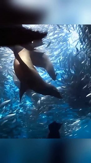 5K views · 25 reactions | Why great white shark can't defeat Orca  #science #knowledge #facts #factsonly #instafacts #gk #love #coolfacts #india #factsonfacts | Avinash Oberoi | Facebook