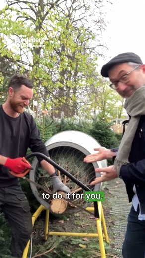 How to choose the PERFECT Christmas tree