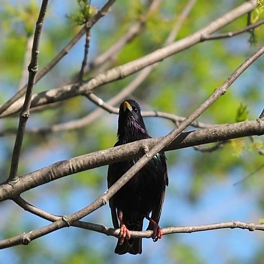 European Starling Deep Sounding Call - Bird Calls and Sounds - #shorts