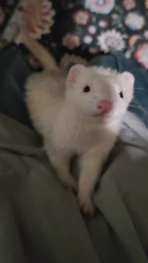 Ozzy wants to be your friend Comment hello or drop a ferret pic below so he knows who to cause chaos with next Don’t be shy… he’s watching the comments #OzzyTheMenace #FerretFriends #FerretLife #FerretMom #TheFerretFirm