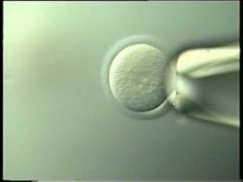 Pronucleus microinjection
