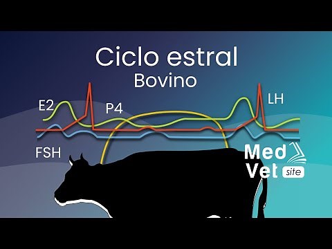 Ciclo estral en la vaca (Proestro - Estro - Metaestro - Diestro)