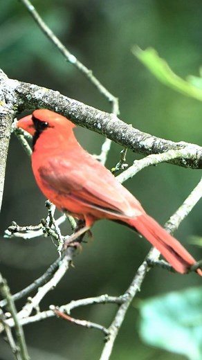 795 reactions · 68 shares | Northern Cardinal (Cardinalis...