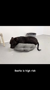 🚨 WE ARE CODE RED ‼️ Beetle is high risk!! Originally testing very well with other dogs. Now showing some possibly selectivity This boy could be the sweetest guy to ever live 🪲 💙 Beetle #A0058970742 | Available for rescue or adoption 🎂 4 years ✂️ neutered Vaccinated 🐶 friendly! 📍 Lancaster County Animal Shelter South Carolina Stray intake | AC | 7/24/25 Another sweet soul being overlooked simply because of how he looks 💔 Meet Beetle - a gentle, shy boy who just needs a moment to warm up. 