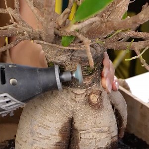 How to revive a neglected plant! | 5-Minute MAGIC