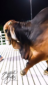 755K views · 7K reactions | Hefty red brahman bull from Brownie's Ranch | Biggest Bulls Photography | Facebook