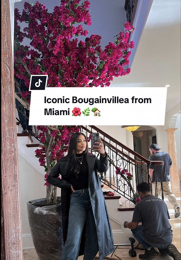 Stunning Bougainvillea Enhances Mediterranean Design