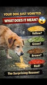 Your dog just vomited — what it REALLY means 😳 #dogfacts #petcareprovider #pets