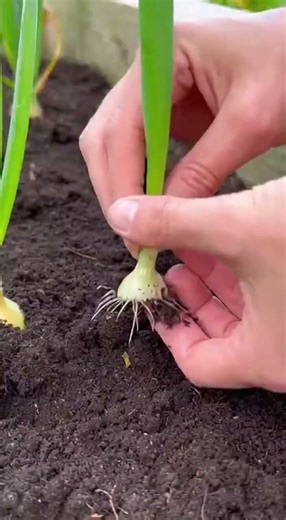 La méthode pour faire repousser l’oignon facilement