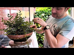 Cotoneaster Bonsai | Summer Pruning for Back Budding & Fine Branch Structure - 2025
