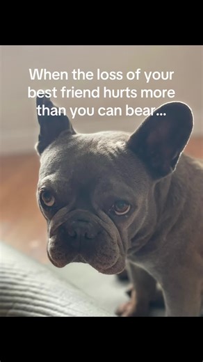 Coping with Dog Loss: Navigating Heartache and Grief