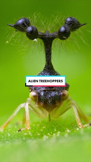 Alien-Like Treehopper Insects: Unveiling Nature's Intriguing Creatures