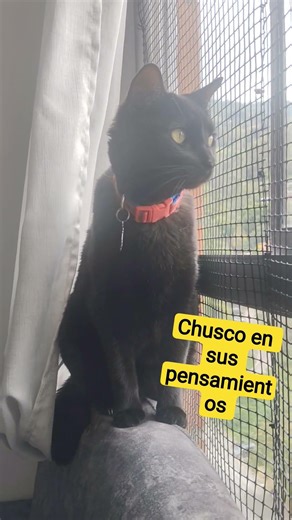 #colombia #todoelmundo #viral #gatos #apoyen #subscribe #latinoamerica