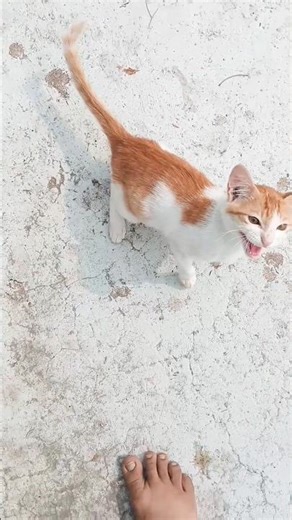 Cat Meowing | Cat Hungry Sound