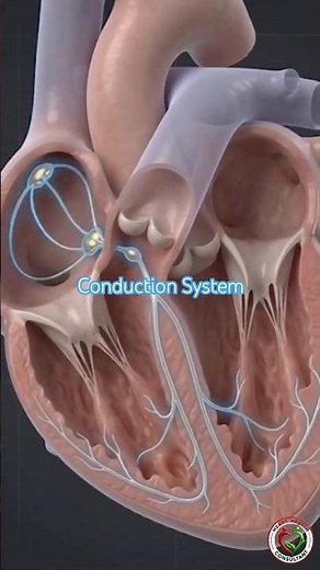 CONDUCTION SYSTEM OF THE HEART#shortvideo ‪@ManojHeartCare‬