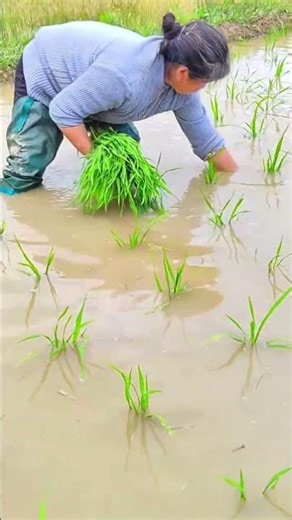 The Diligent Cultivation of Vibrant Green Rice Seedlings Within a Flooded Paddy Field