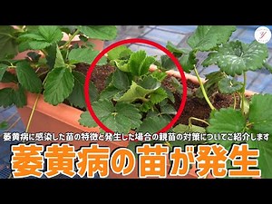 【いちご栽培】萎黄病に感染した苗の特徴とは！