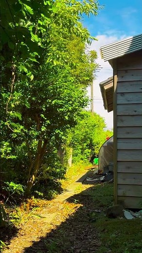 夏の夕暮れに響くヒグラシの声｜Japanese Cicada Sounds 🌿 #Shorts #ヒグラシ #自然音 #夏 #CicadaSounds #NatureSounds